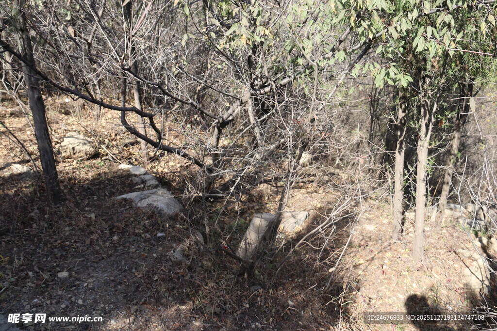 山林枯树景象