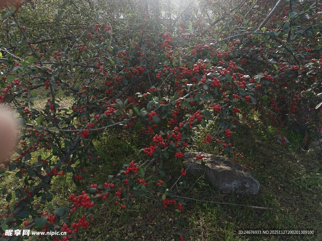 雾中红果满枝的繁茂景象