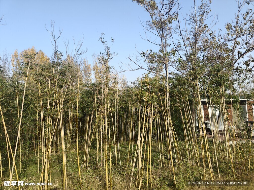 苗木种植园 挺拔树苗林立