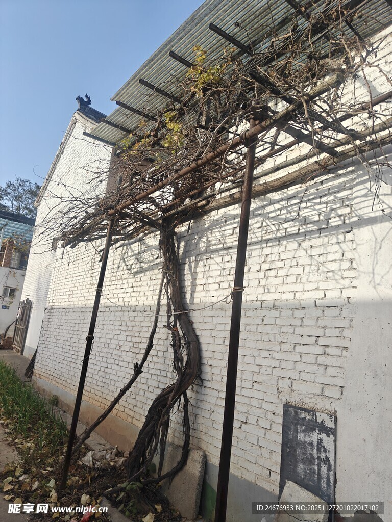 墙边枯藤缠绕的简易棚架