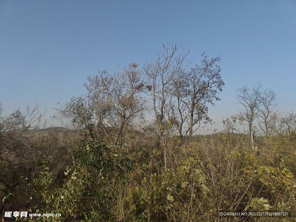 野外荒地植物景观