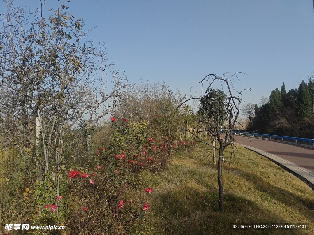路边风景 树木与盛开红花