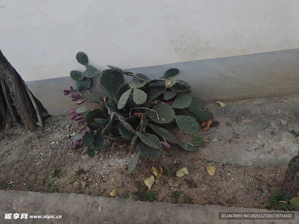 墙角的仙人掌植物