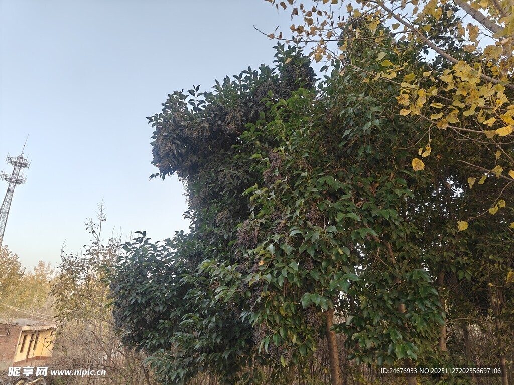 户外繁茂树木景观