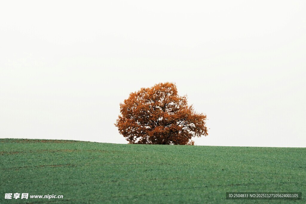 田野中孤独的红叶树