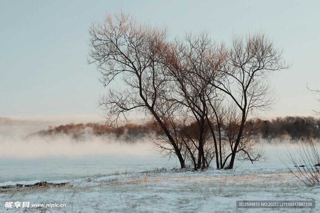 冬日雪野中的枯树风景