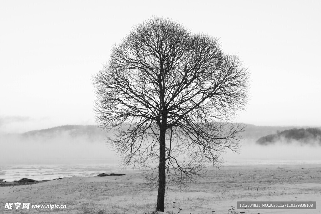 孤树傲立雾霭原野