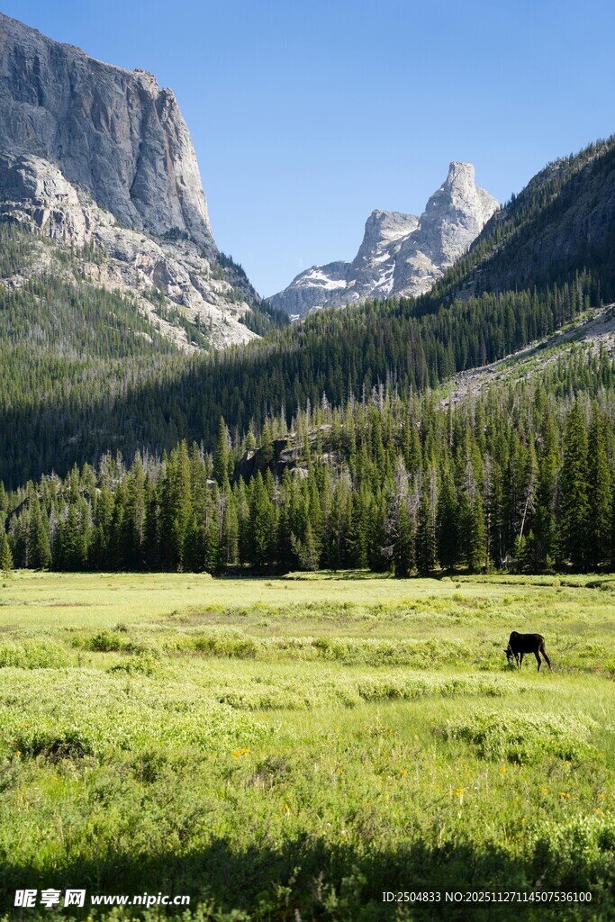 草原山间的孤独黑牛