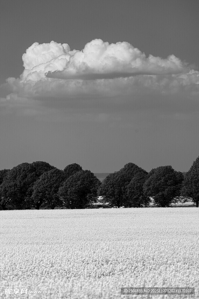 黑白田野与天际云朵