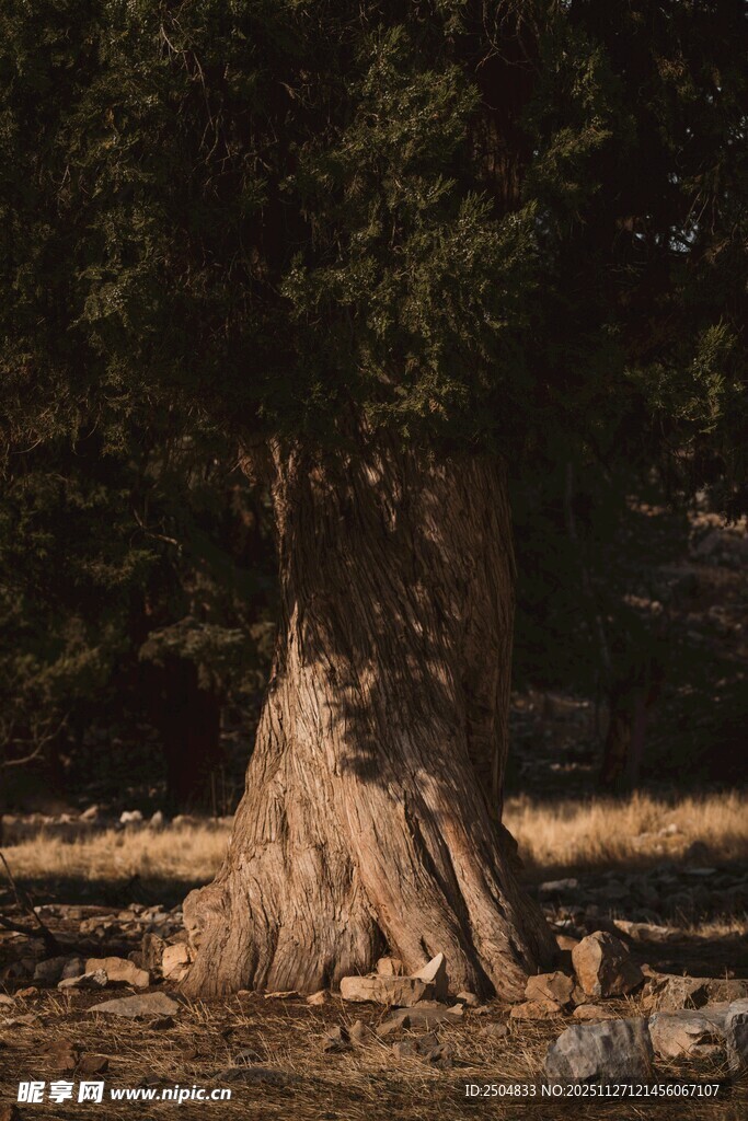 古老树桩 尽显岁月痕迹