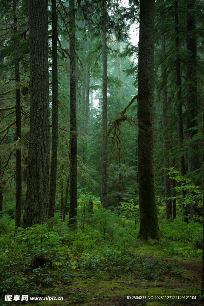 静谧森林绿意盎然