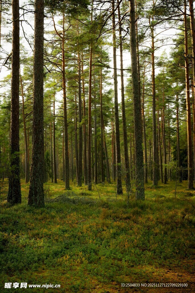 阳光洒落的静谧森林