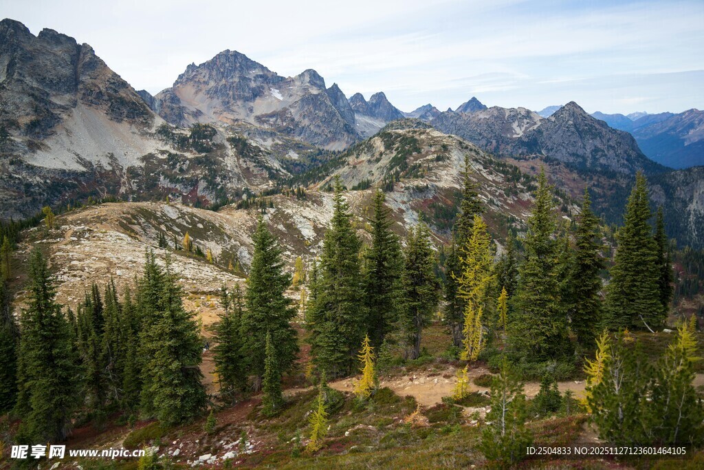 山间松林与壮丽山脉景观