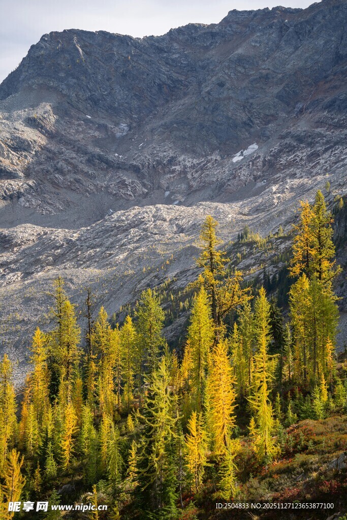 秋日山林 金黄树木映山峦