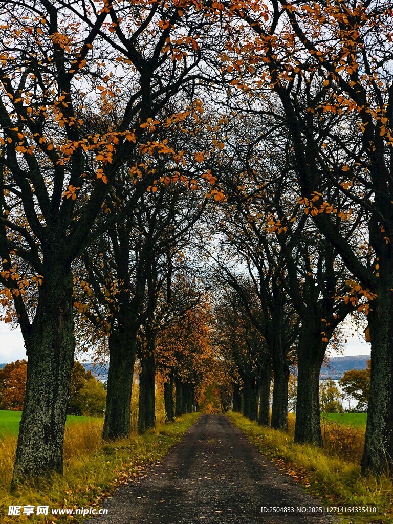 秋日林荫道 落叶铺就美景