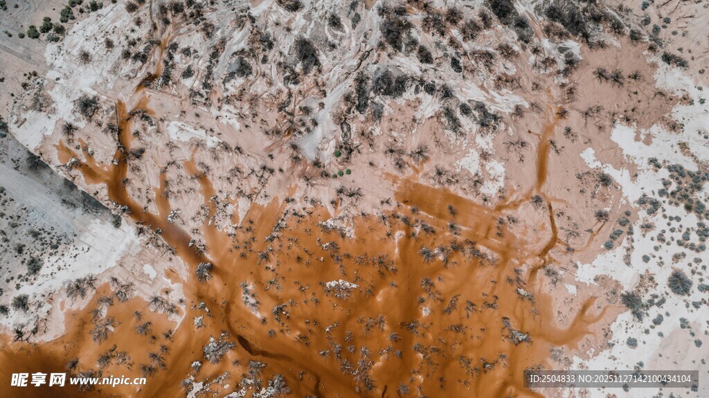 雪地中的橙色植物