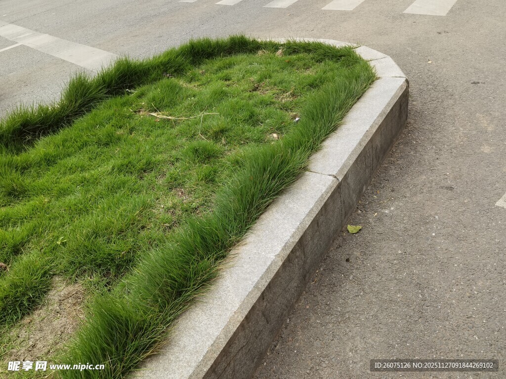 路边绿意盎然的草坪