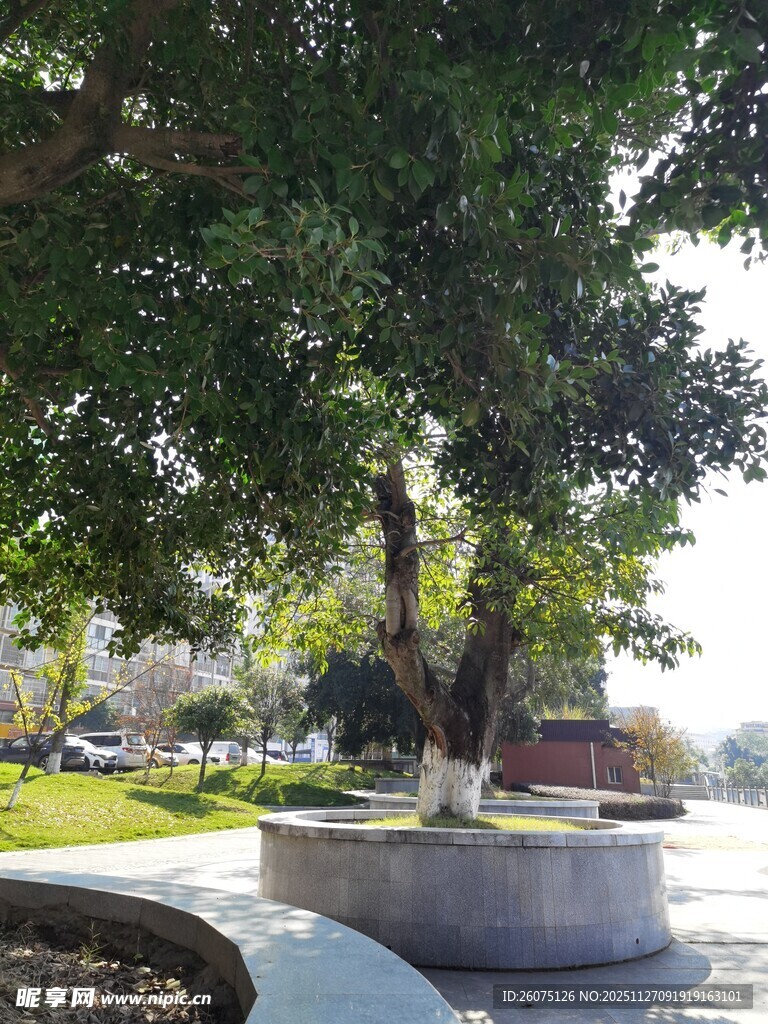 城市中茂盛的景观树木