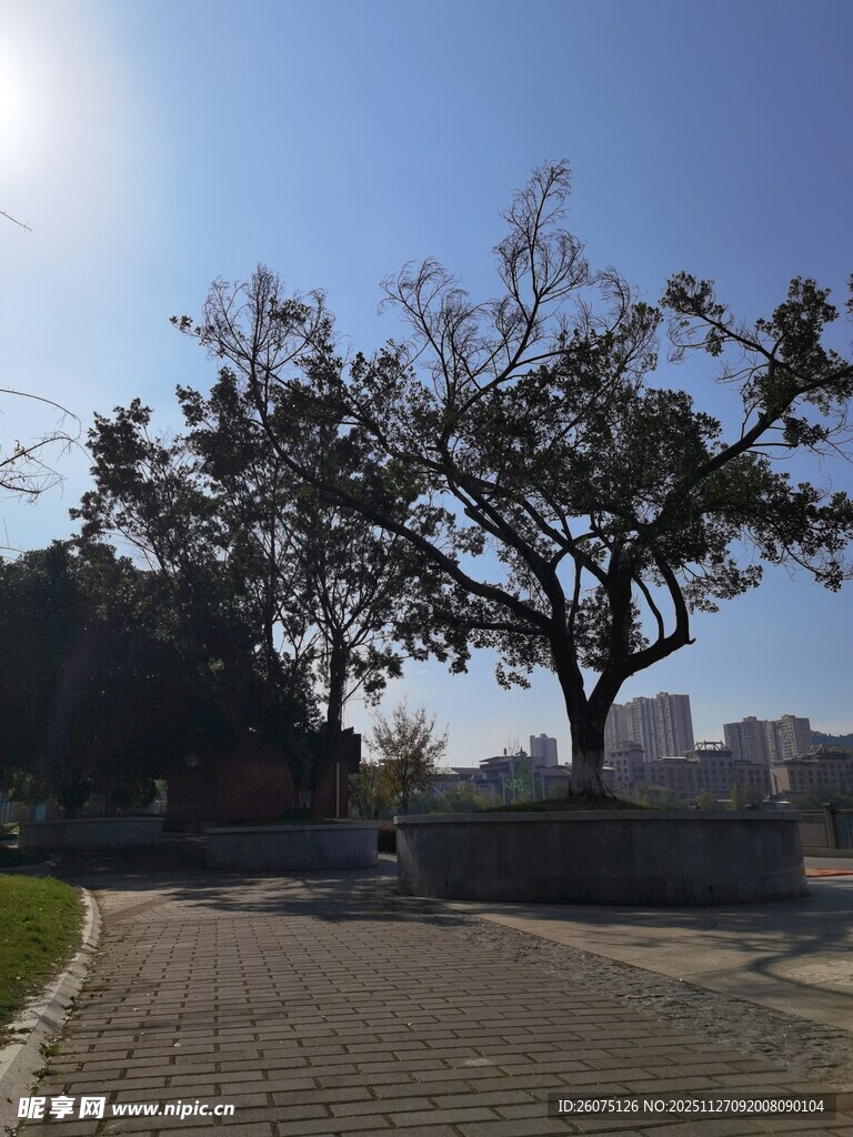 阳光下的路旁大树