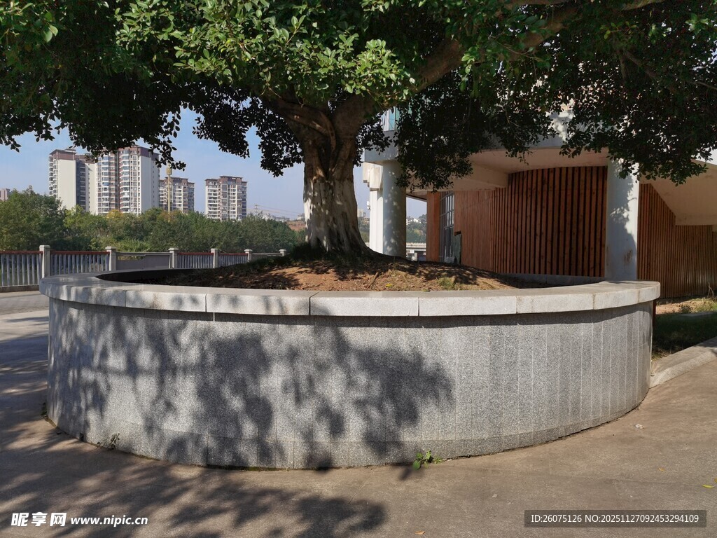 城市中的圆形树池景观