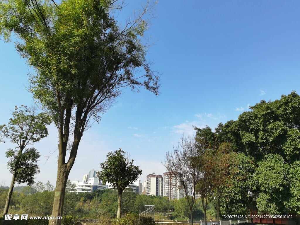 户外绿树蓝天自然景致