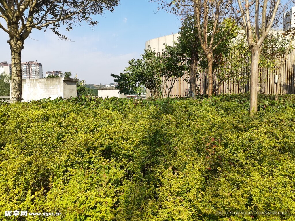 绿意盎然的户外灌木丛景观