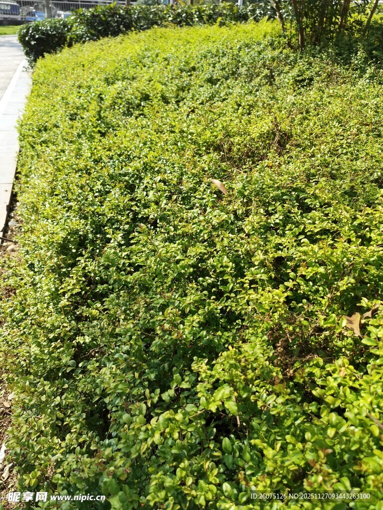 绿意盎然的草地景观