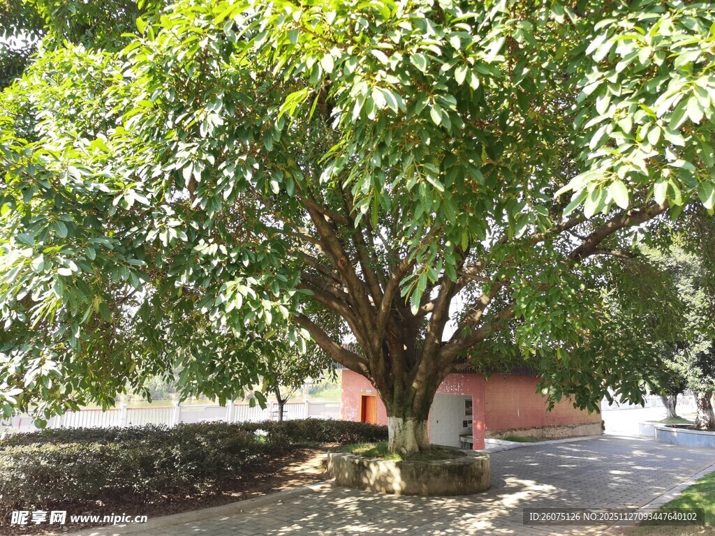 古树下的静谧角落