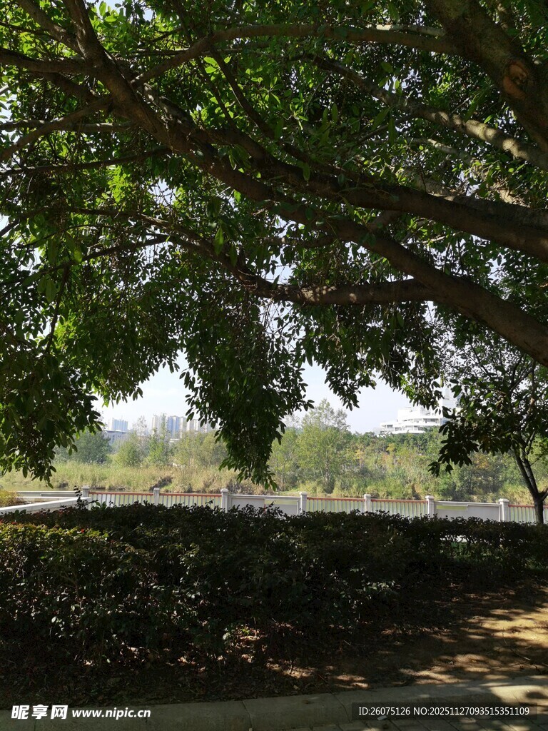 绿荫下的宁静户外景致