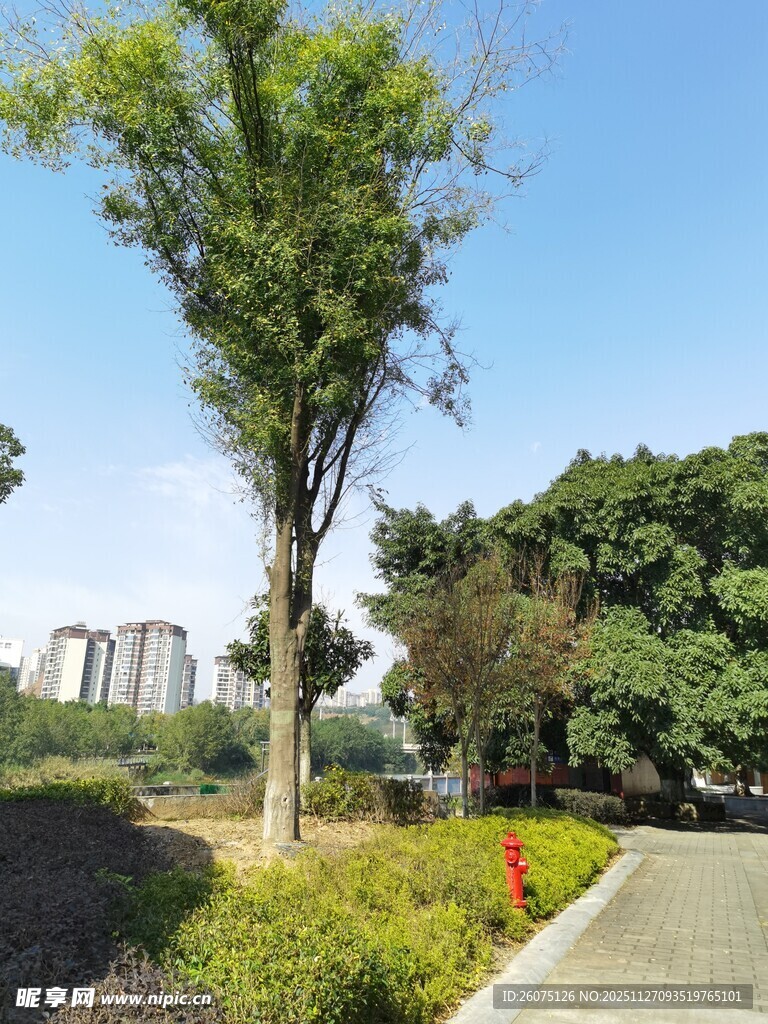 公园中的绿树与步道景观