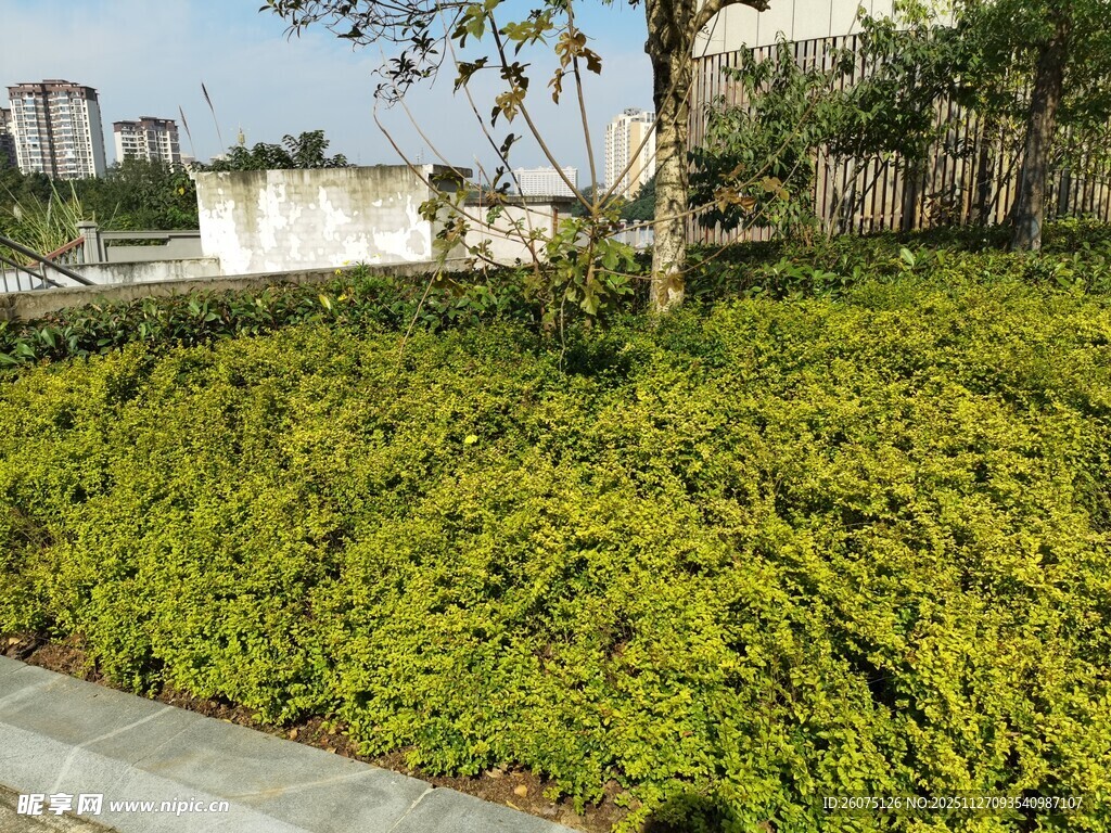 城市中葱郁的绿植景观