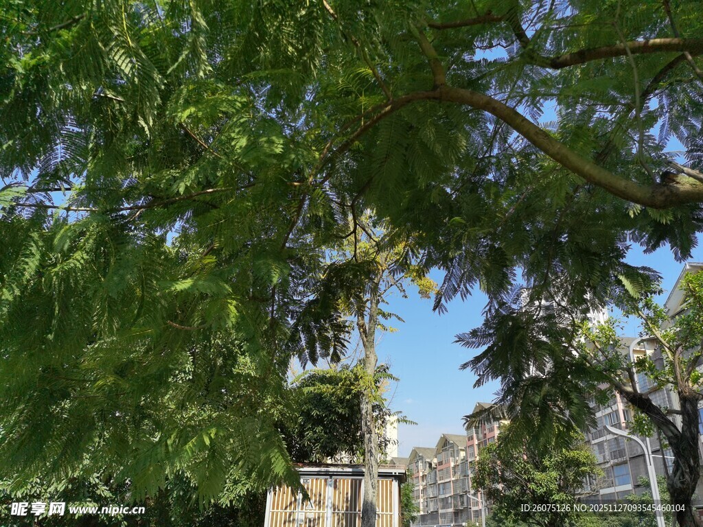 绿树掩映下的古老建筑