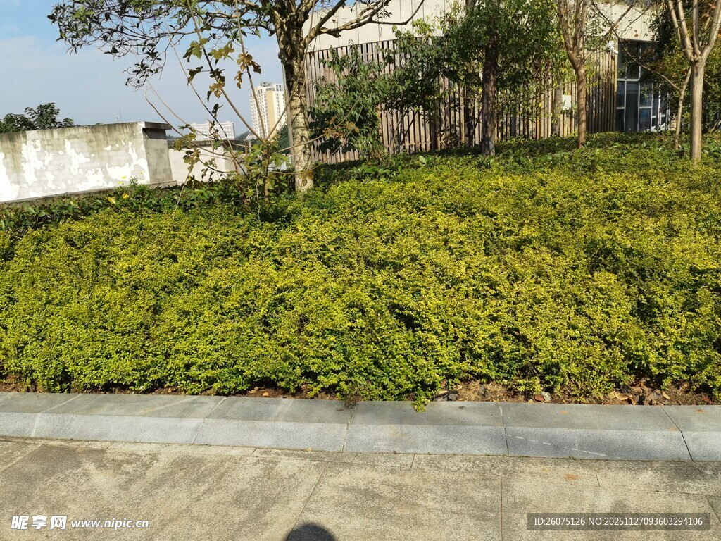城市路边的绿植景观