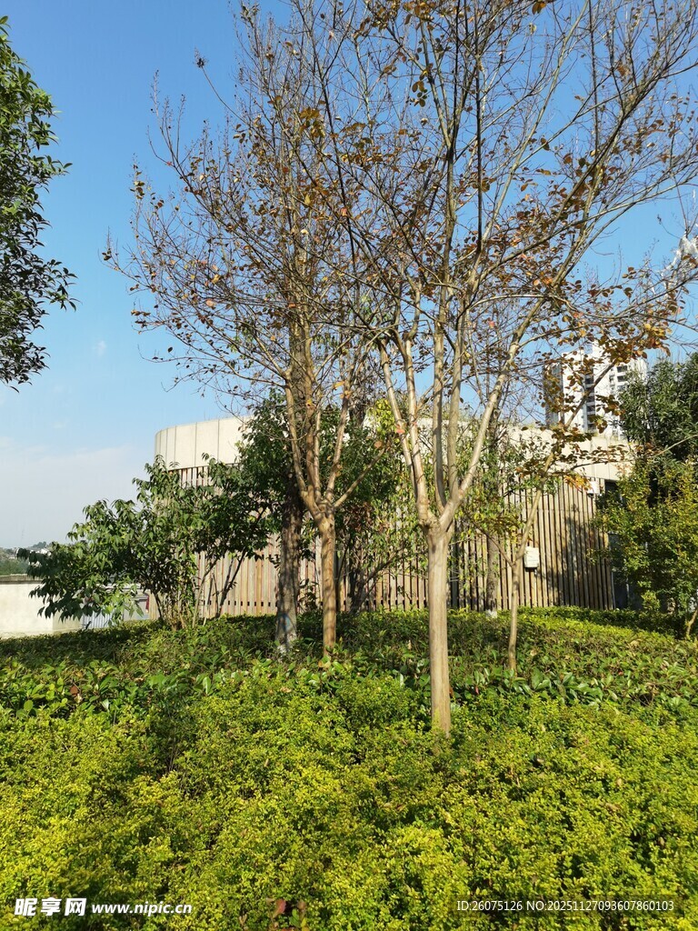 户外绿树与繁茂植被景观