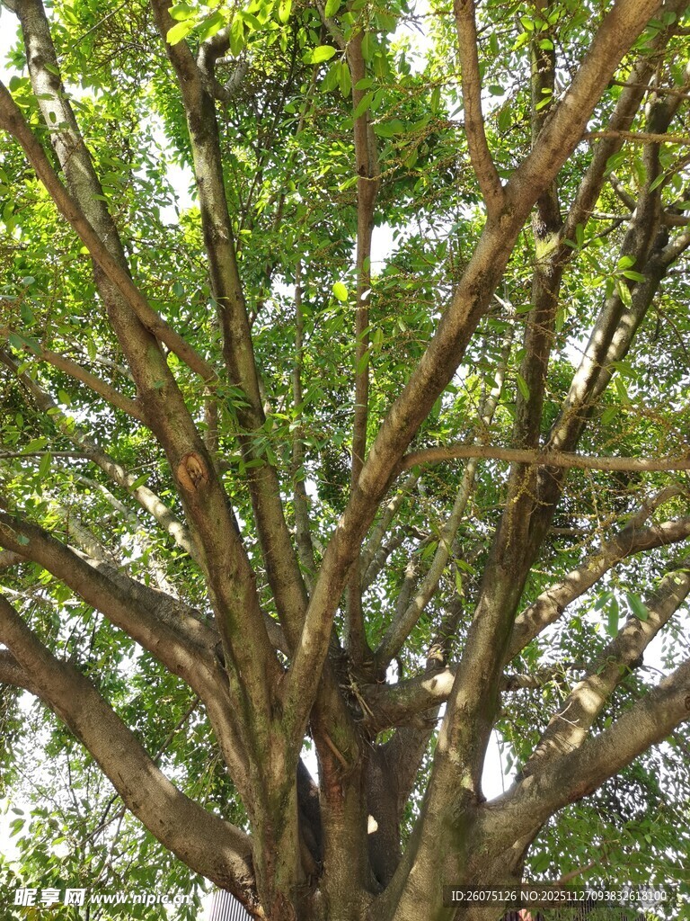 繁茂大树展现蓬勃生机