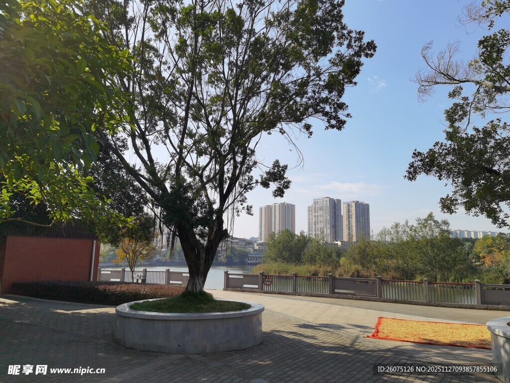 城市中树木环绕的开阔场地