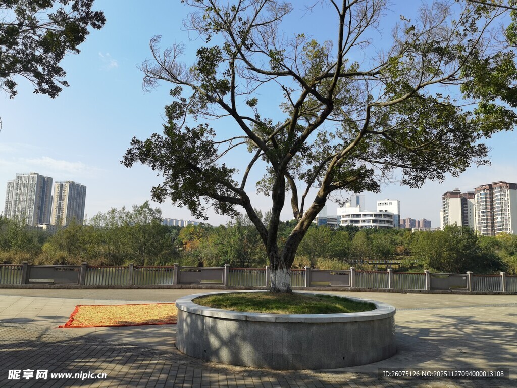 城市广场中的孤树景观