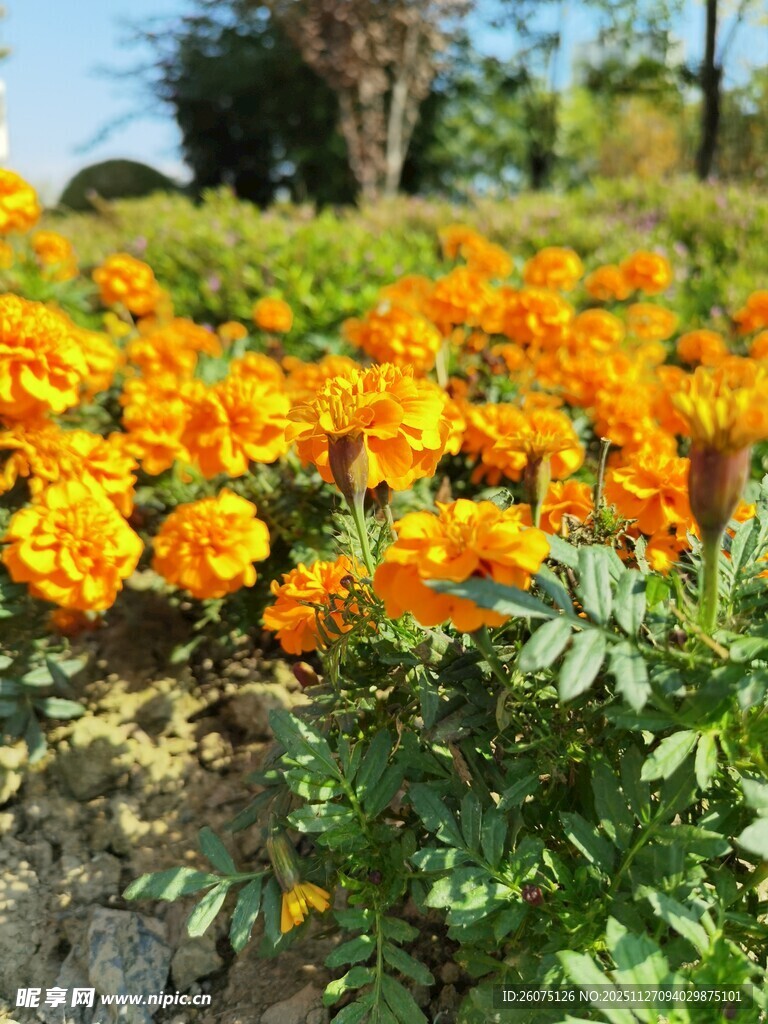 灿烂橘色万寿菊绽放美景