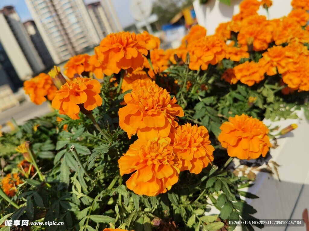 鲜艳万寿菊绽放城市一角