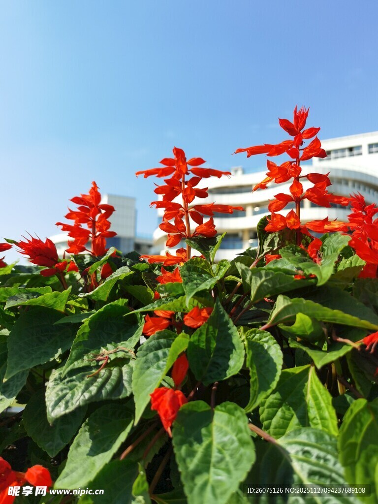 鲜艳红穗花绽放绿叶间