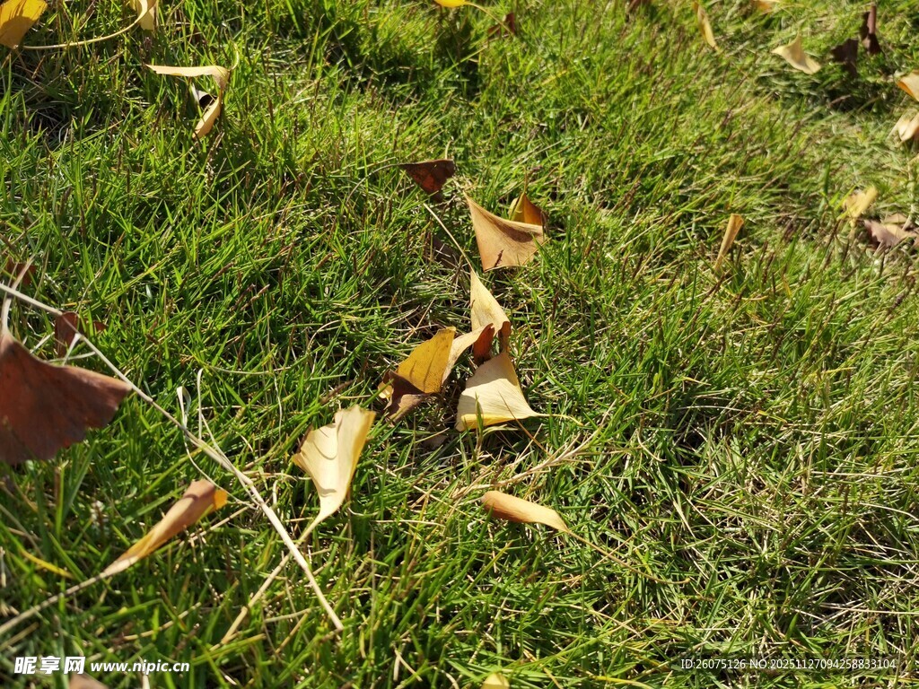 草地上的枯黄落叶