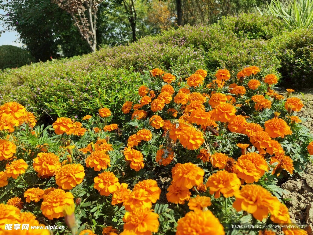 橙色花海绽放于绿意间
