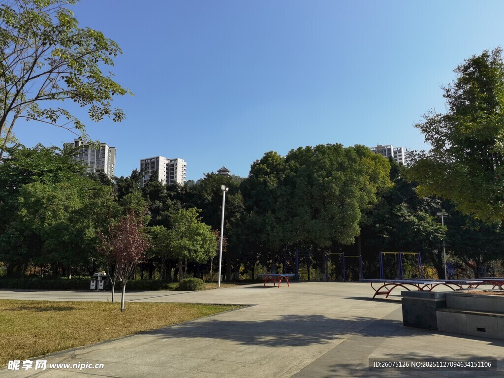 城市公园林荫下的开阔空间