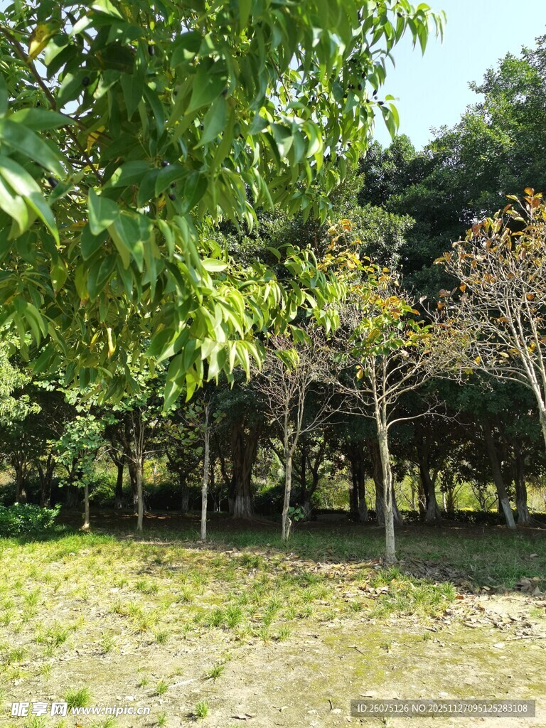 绿意盎然的树林景观