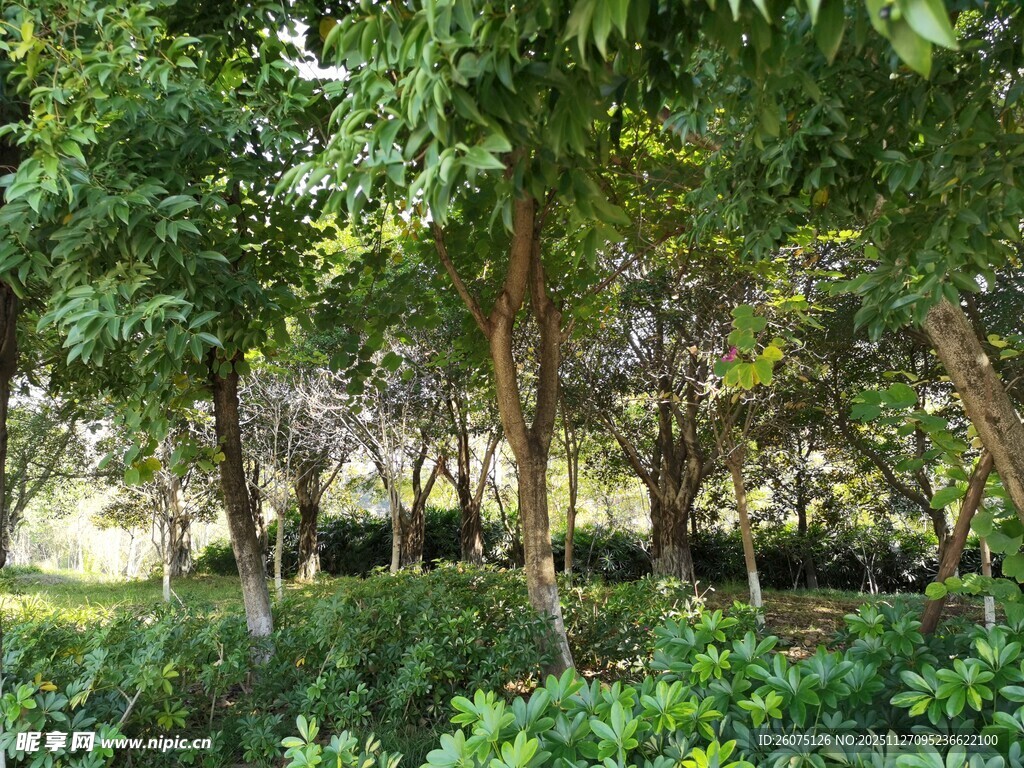 绿意盎然的树林景观