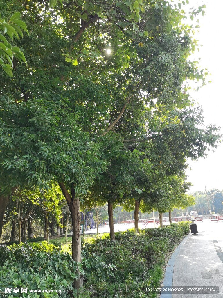 林荫小道绿意盎然的景致