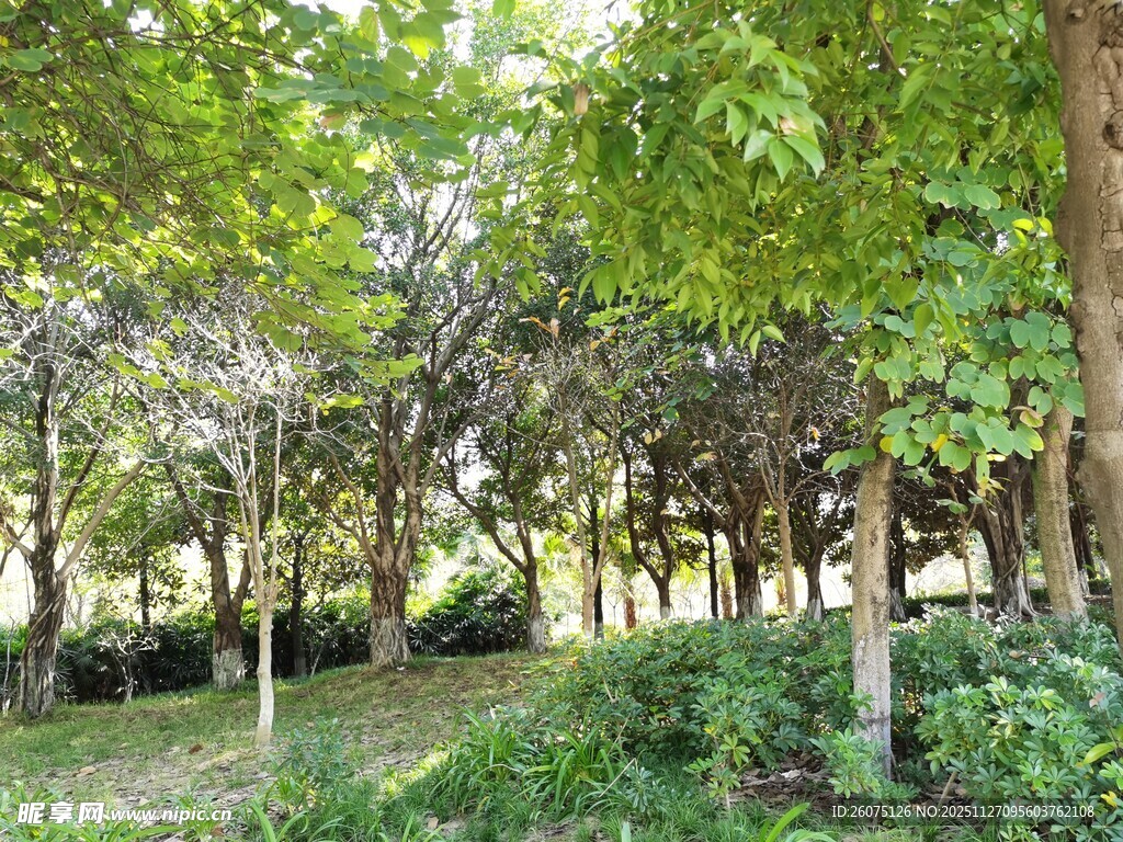 夏日葱郁树林景观