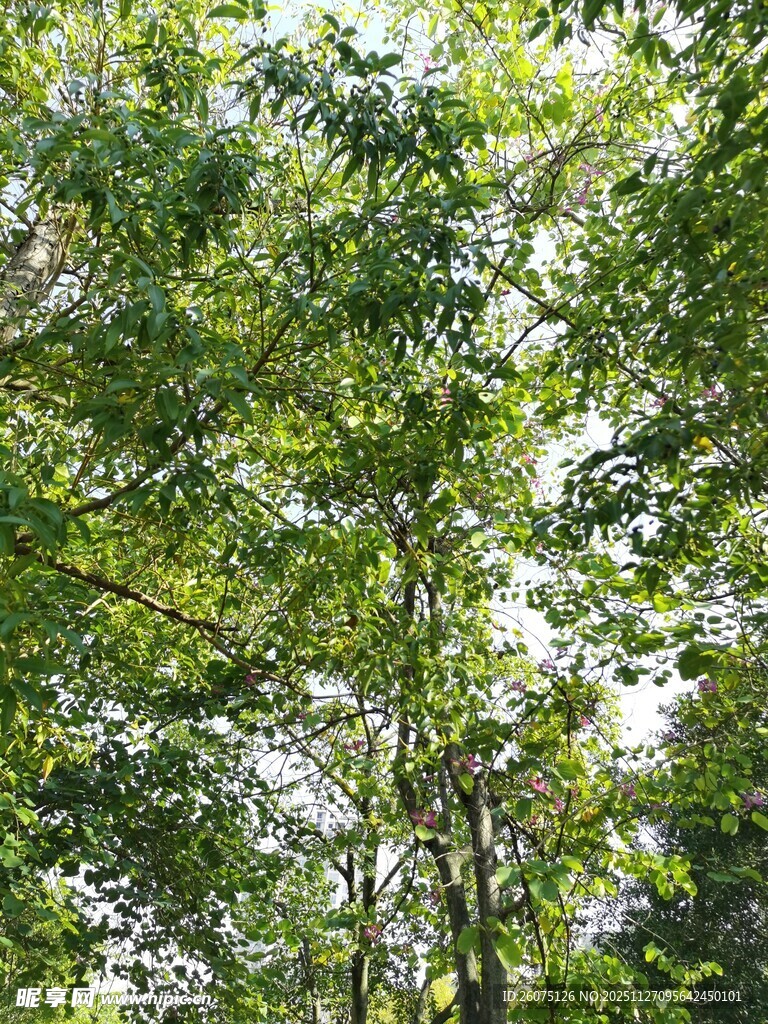 茂密树林绿意盎然