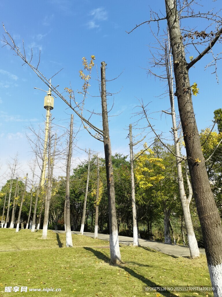 冬日草坪旁的光秃树木