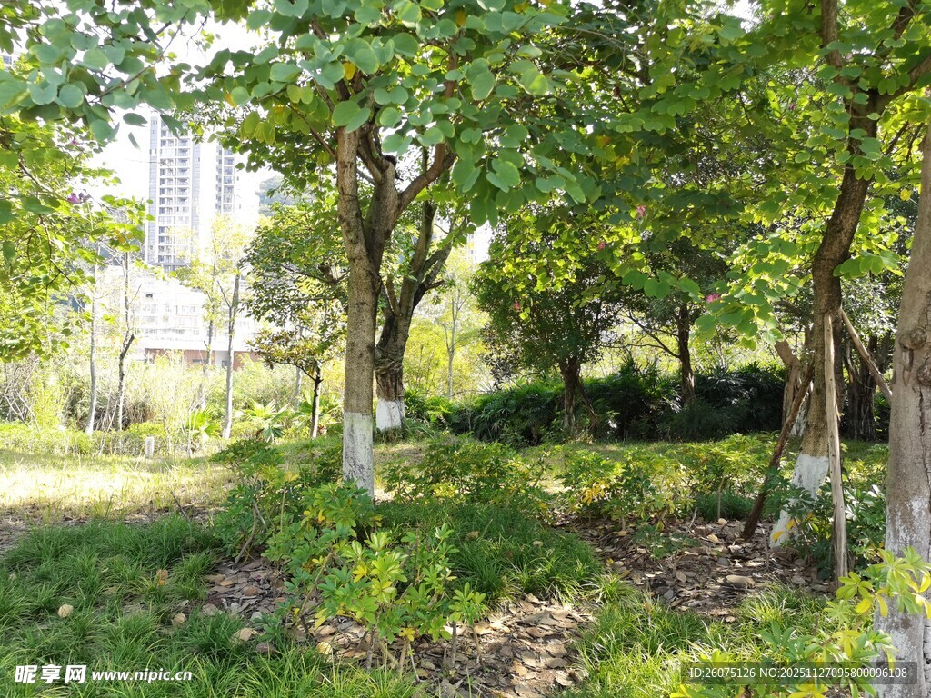 林间绿意盎然的清新景致